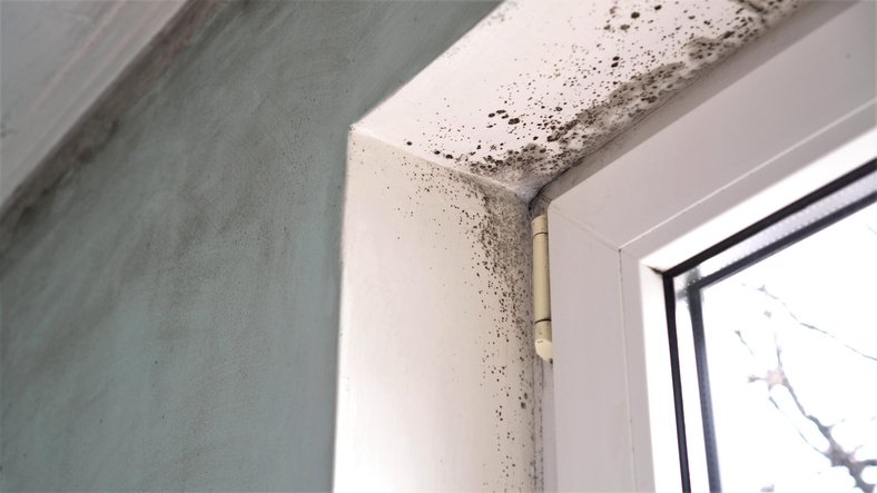 Plumbing Issues That Cause Mold